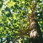 Looking up a tree trunk to branches and leaves