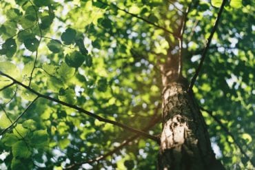 Looking up a tree trunk to branches and leaves