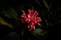 flowering lily on black background at ventnor botanic garden