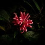 flowering lily on black background at ventnor botanic garden