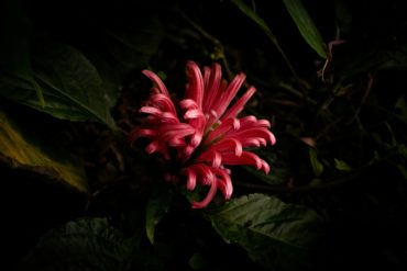 flowering lily on black background at ventnor botanic garden