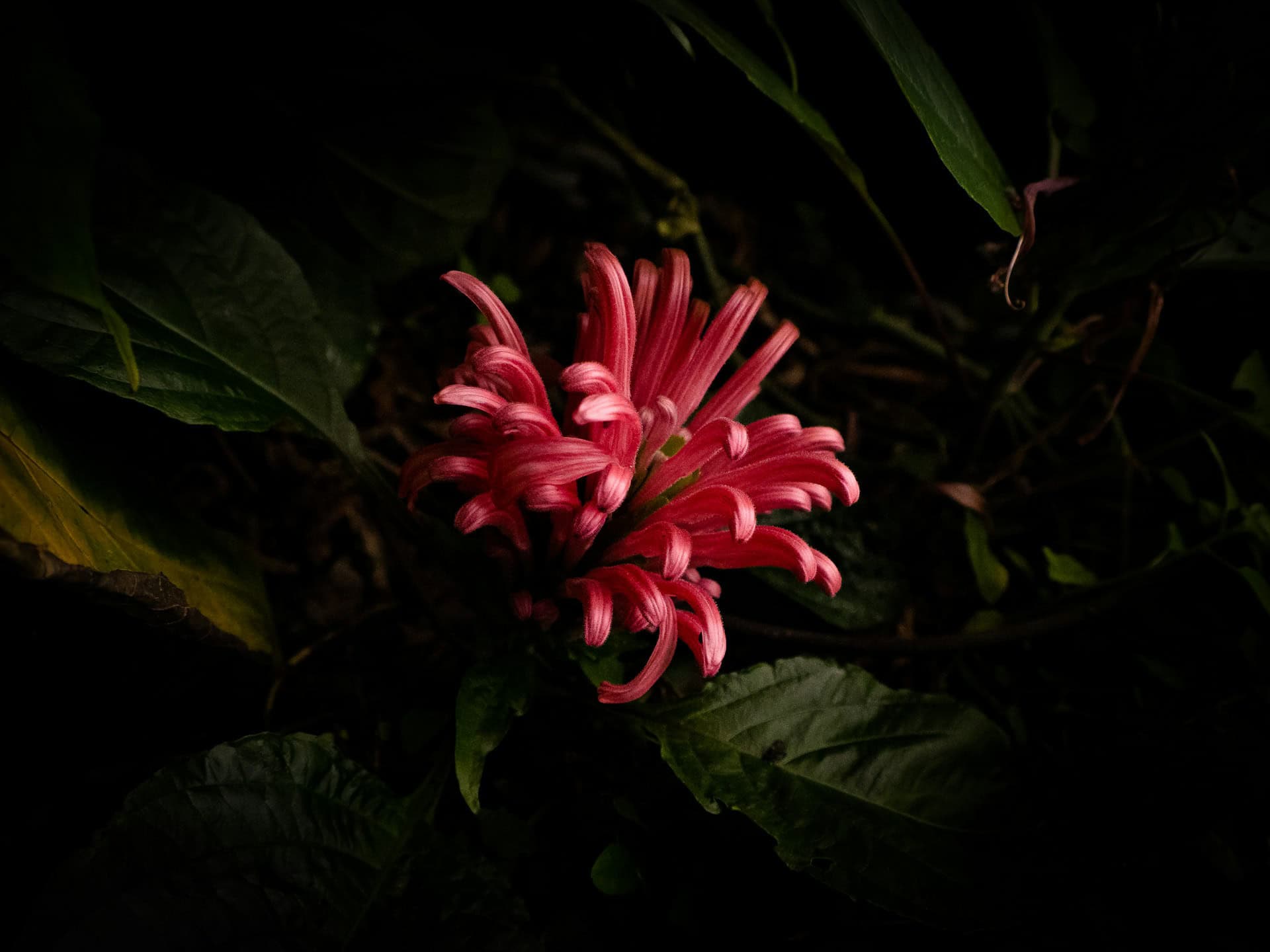 flowering lily on black background at ventnor botanic garden