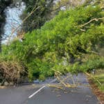 tree down in St Lawrence