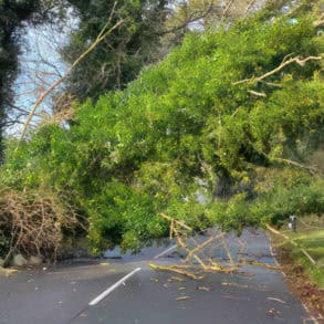 tree down in St Lawrence