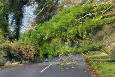 tree down in St Lawrence