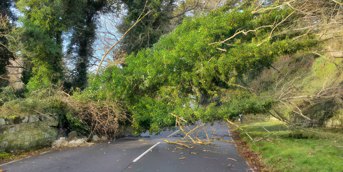 tree down in St Lawrence