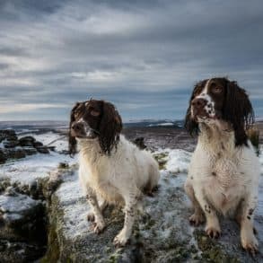 two cocker spaniels on snowy hillside