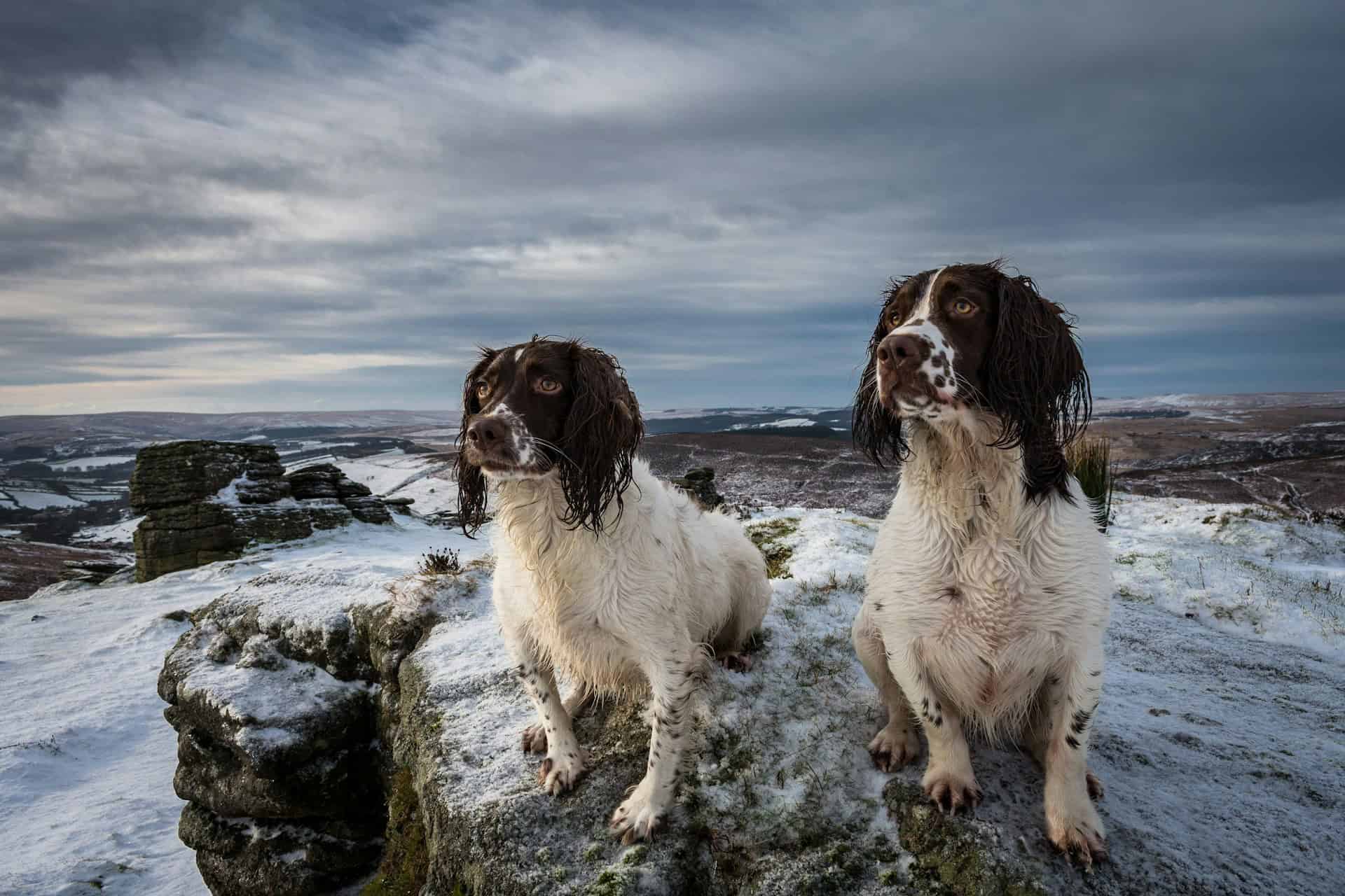 two cocker spaniels on snowy hillside