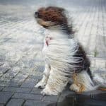 Dog's fur being blown by the wind