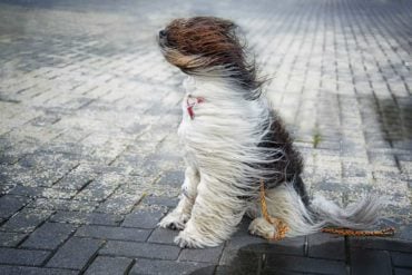 Dog's fur being blown by the wind