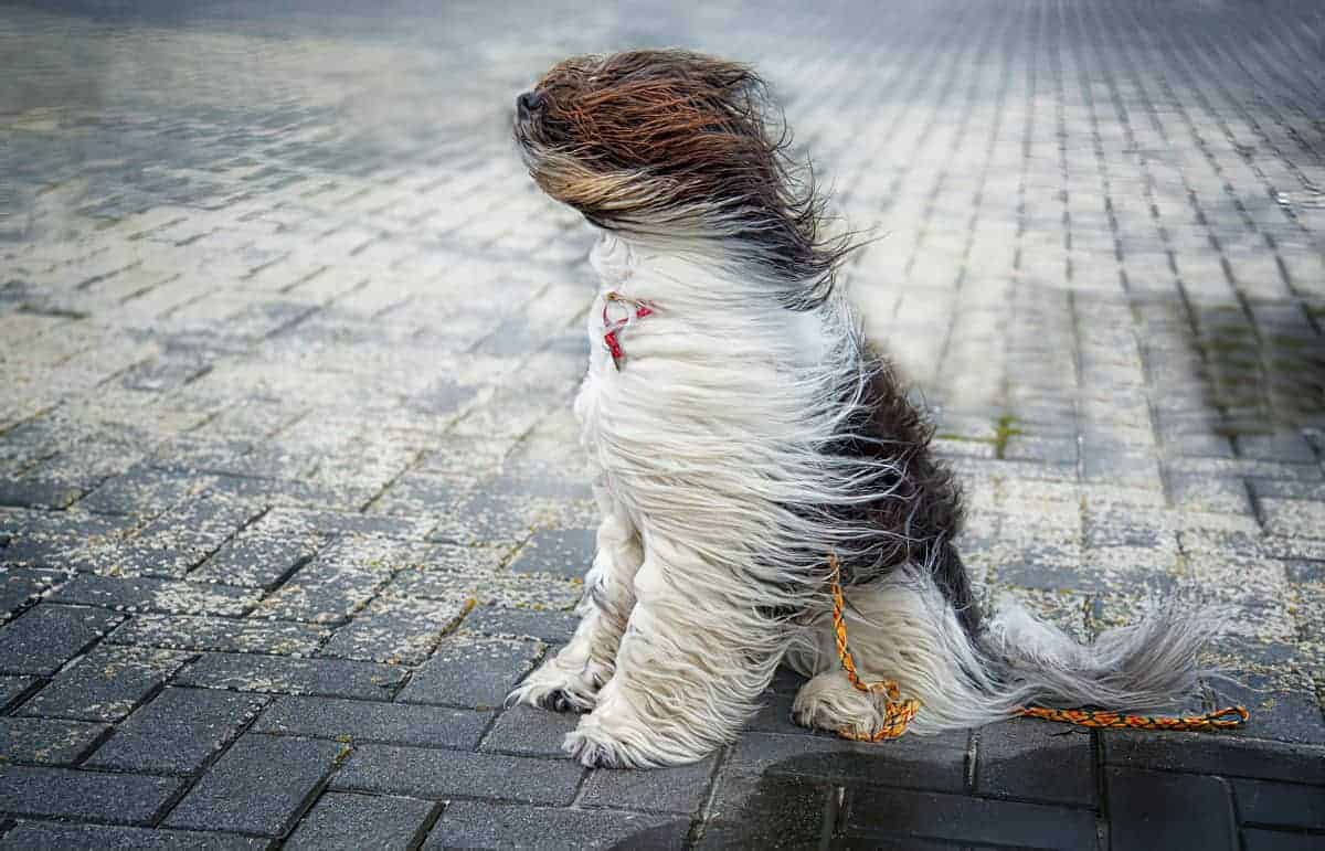 Dog's fur being blown by the wind