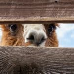 Alpaca looking through a gap in the fence panels