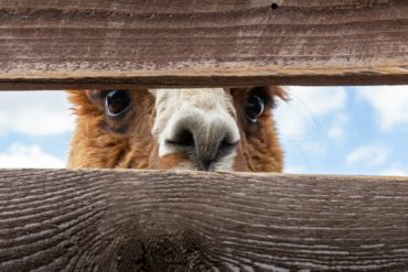 Alpaca looking through a gap in the fence panels