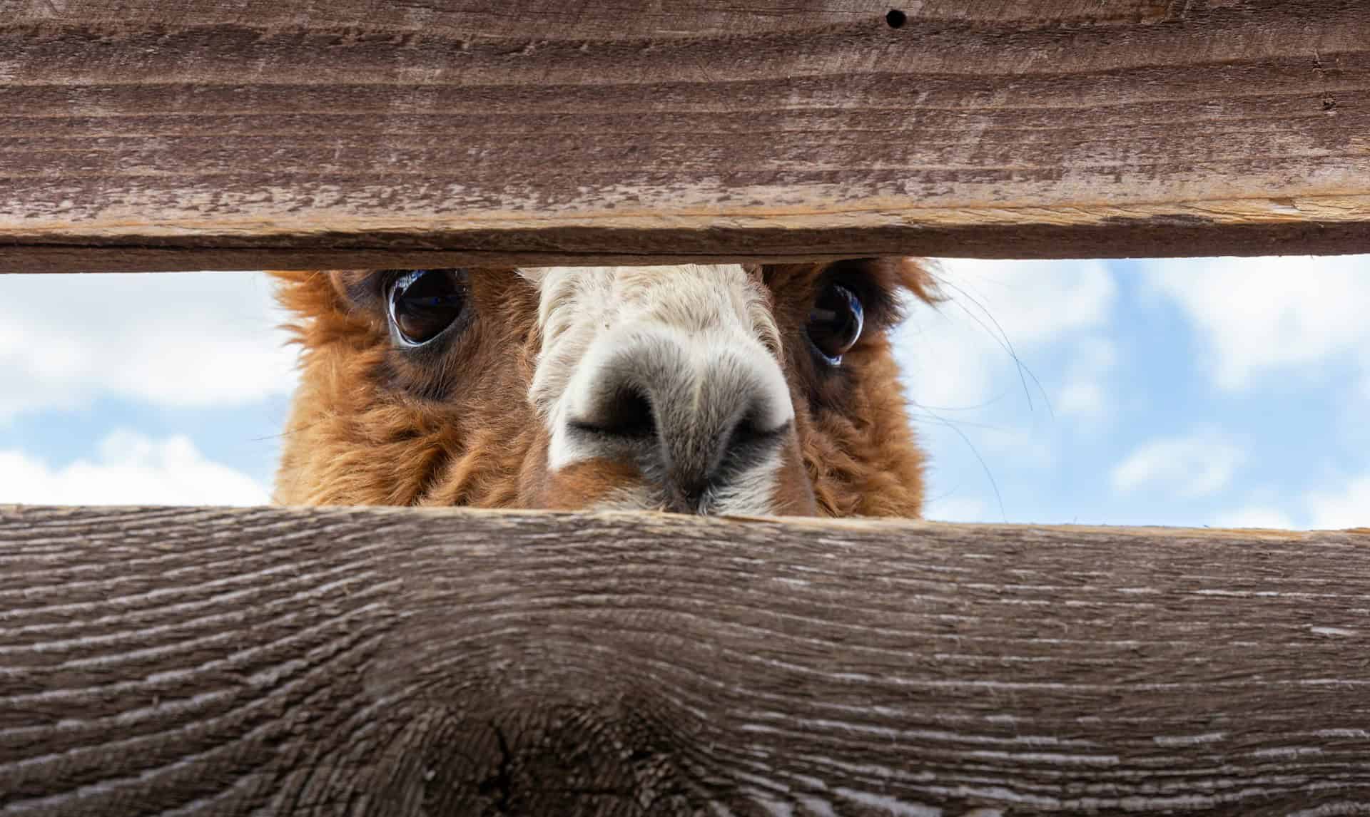 Alpaca looking through a gap in the fence panels