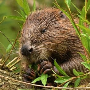 A beaver sitting on a log