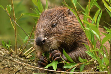 A beaver sitting on a log