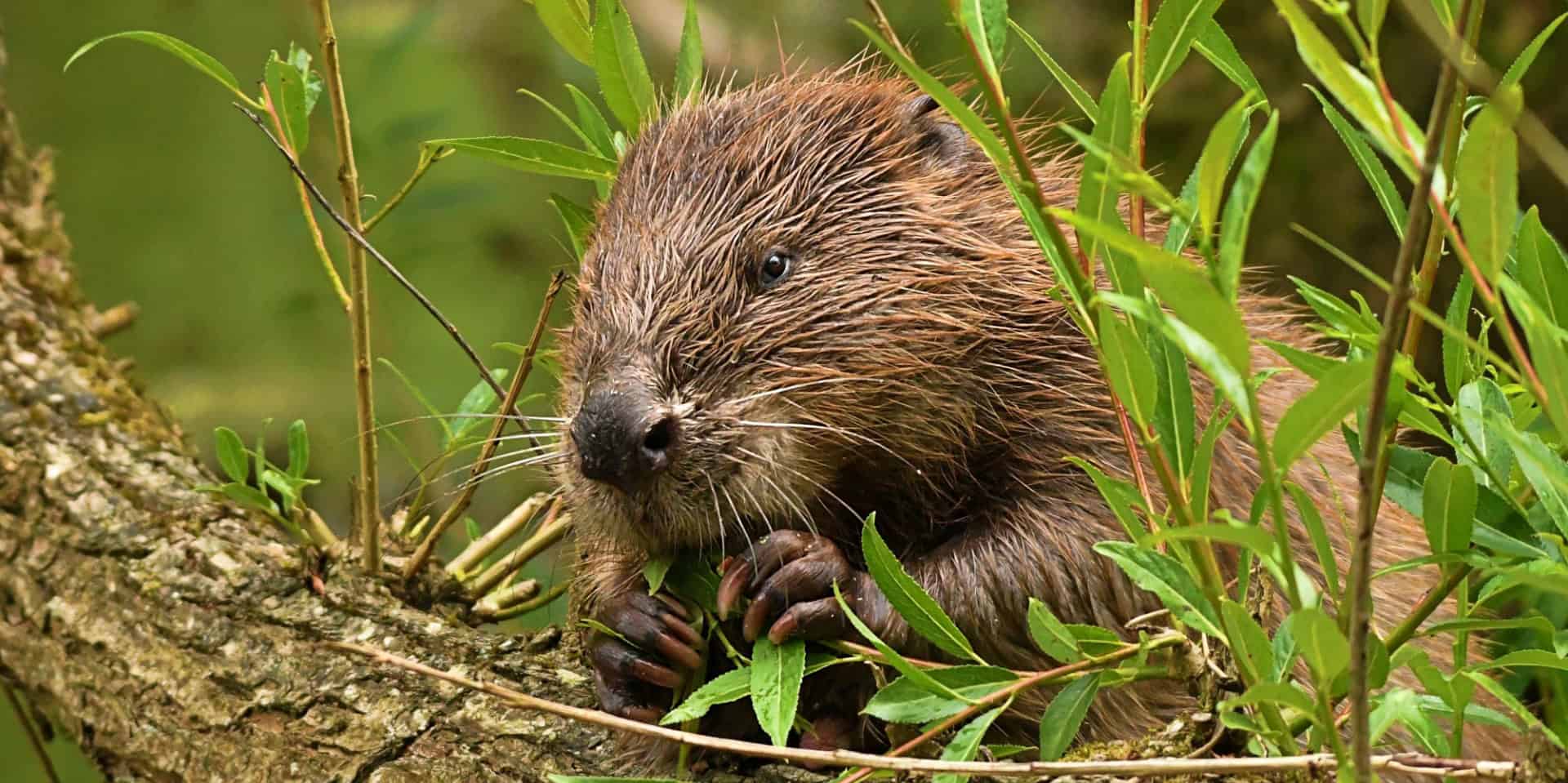 A beaver sitting on a log