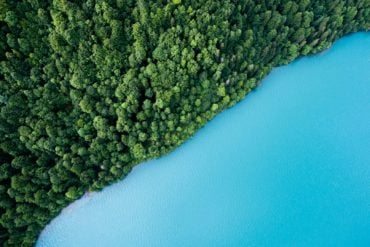 Half the photo shows aerial view of trees and half shows aerial view of sea