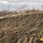 Number 10's completed hedge at hedgelaying comp