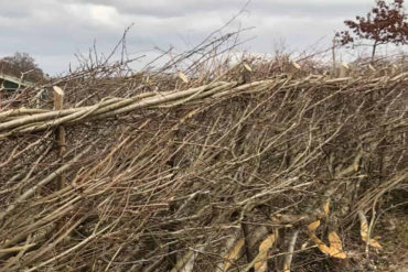 Number 10's completed hedge at hedgelaying comp