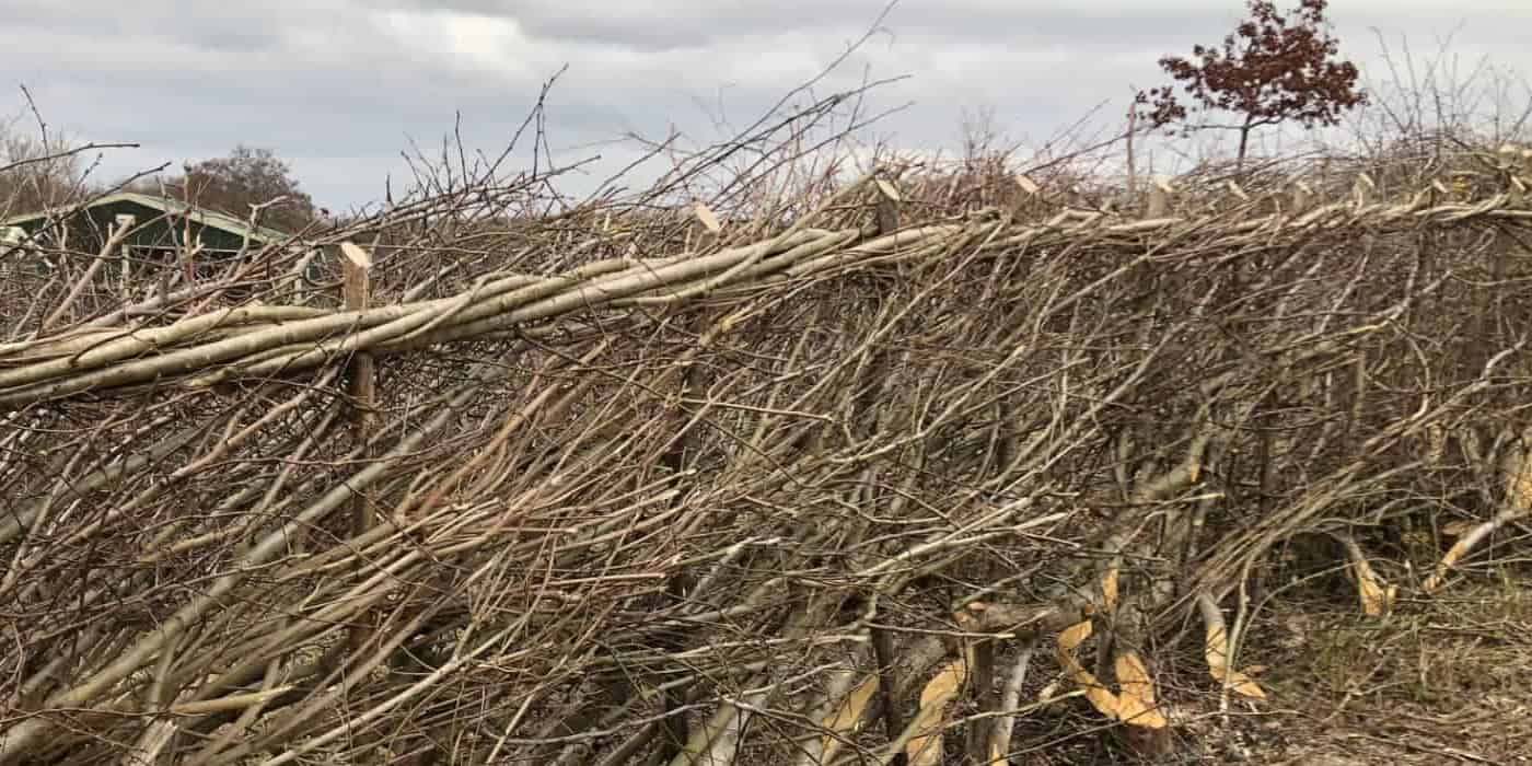 Number 10's completed hedge at hedgelaying comp