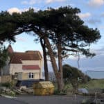 Photo of the pine trees at ventnor towers hotel