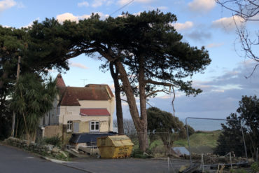 Photo of the pine trees at ventnor towers hotel