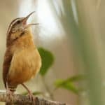 songbird sitting on a branch and signing