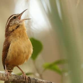 songbird sitting on a branch and signing