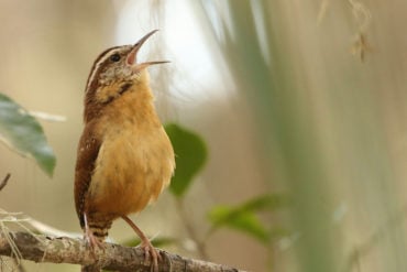 songbird sitting on a branch and signing