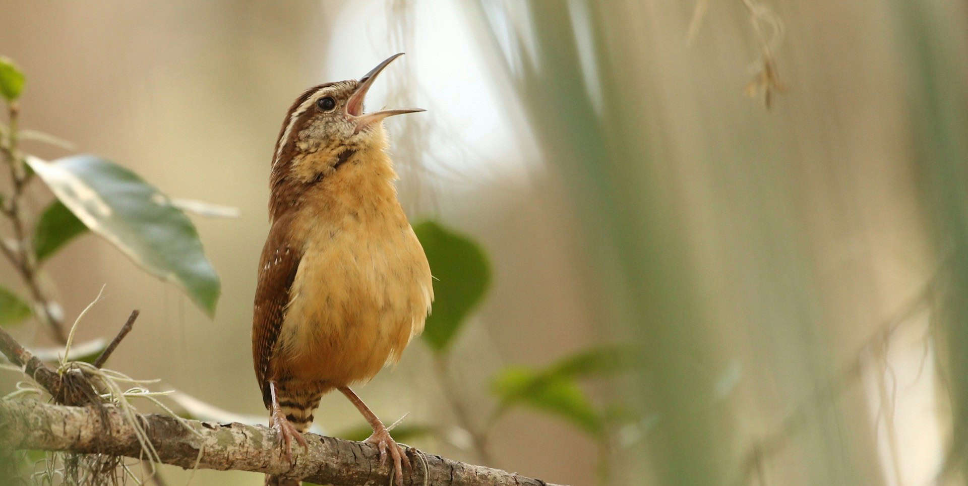 songbird sitting on a branch and signing