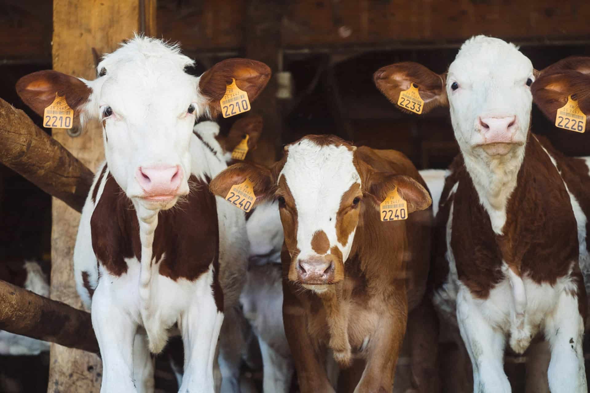 three cows with tags in their ears