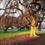 The weeping beech tree in church litten