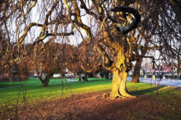 The weeping beech tree in church litten