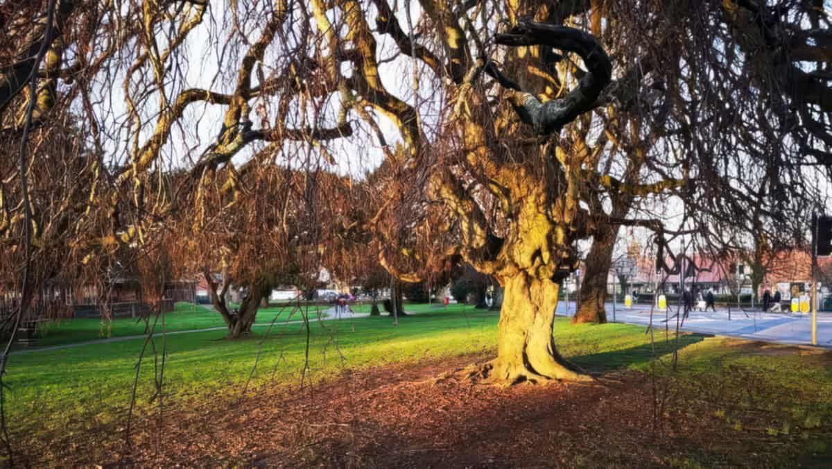 The weeping beech tree in church litten