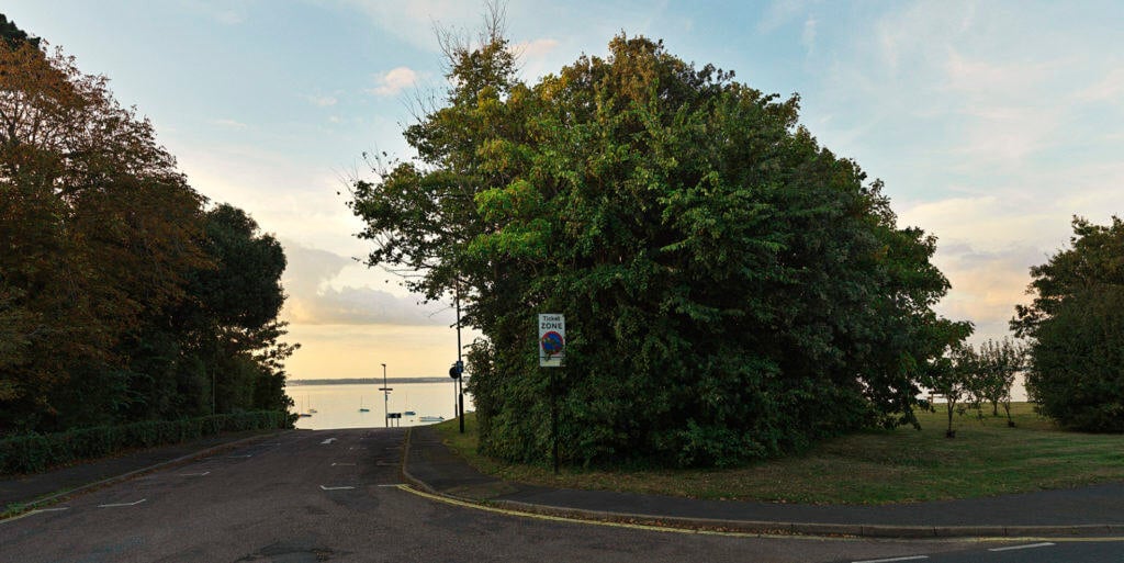 Large Elm tree in Yarmouth