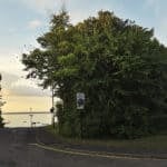 Large Elm tree in Yarmouth