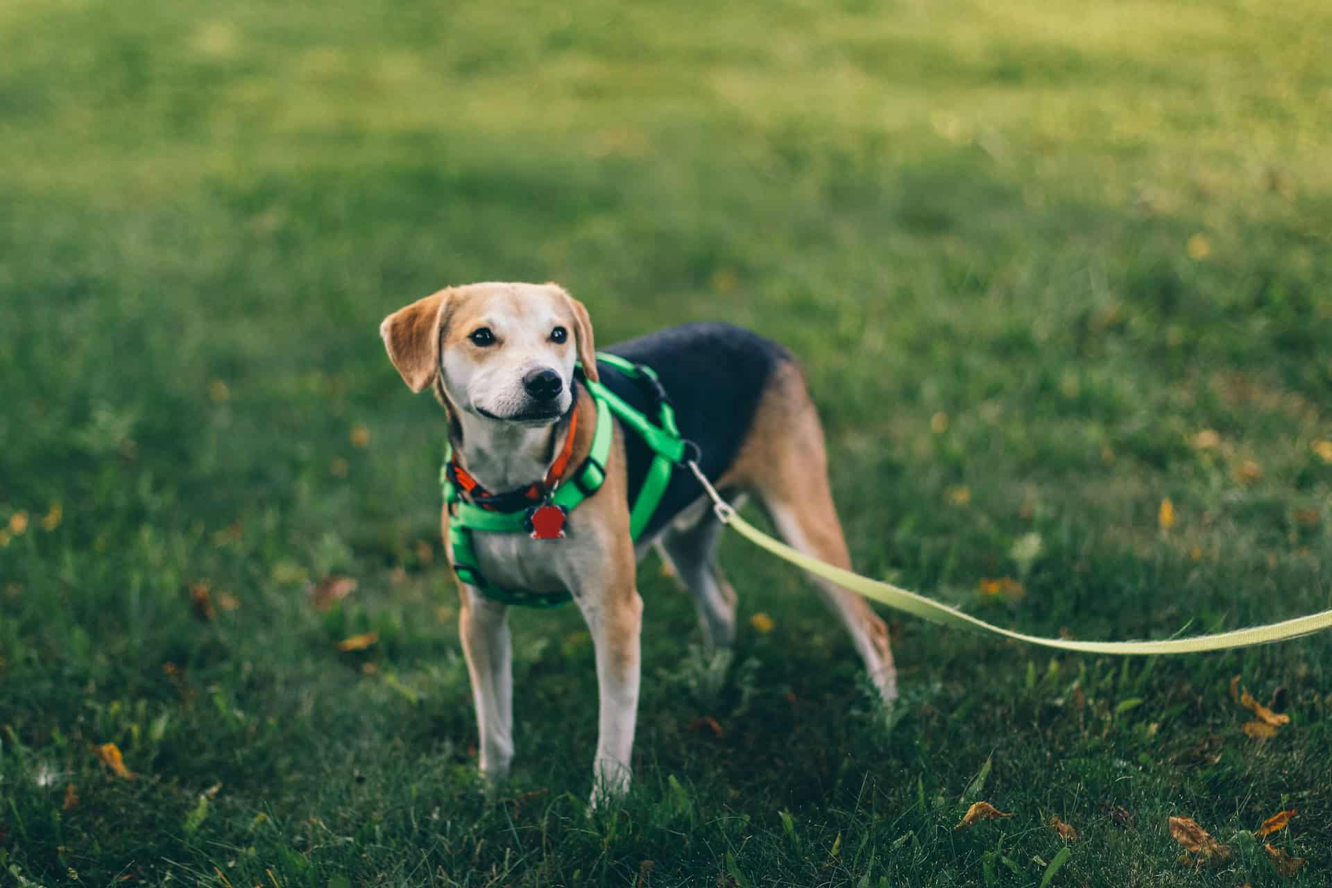 Dog on a lead