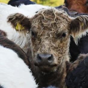 Cows in Newtown by Brook