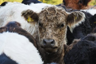 Cows in Newtown by Brook