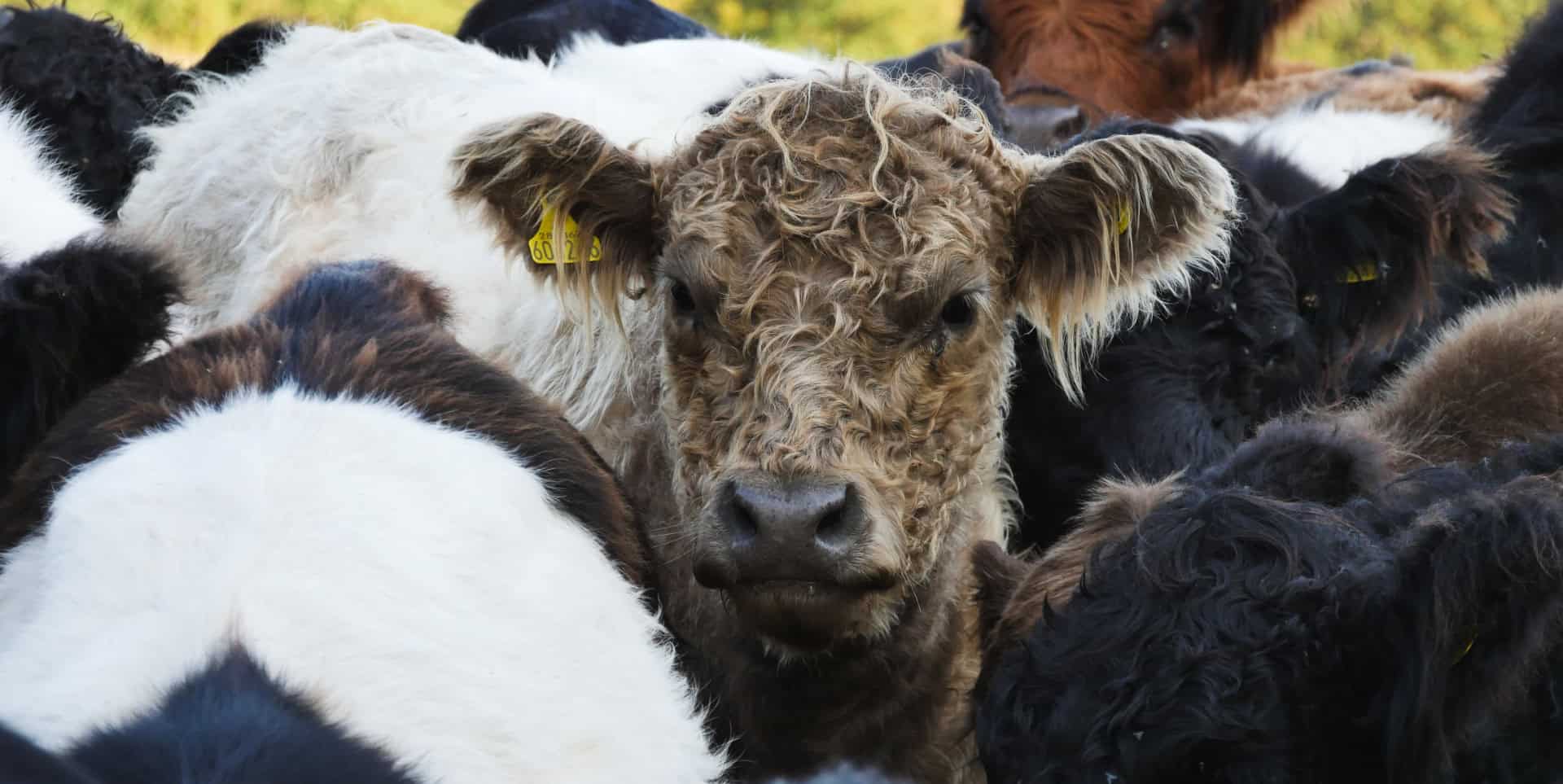 Cows in Newtown by Brook