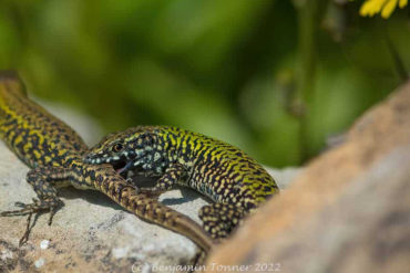 a ventnor wall lizard biting the back of another