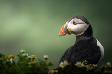 A Puffin daydreaming in the chamomiles by Anwen Whitehead