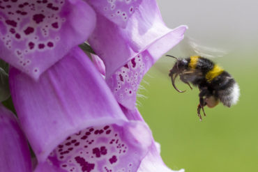 Bee in foxglove