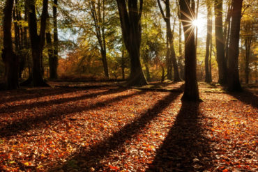 Beech trees in the New Forest with sun coming through the trees