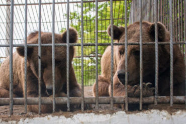 Caged Bears Benji and Balu at Altiagac, Azerbaijan