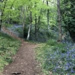Bluebell walk at mottistone