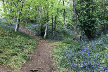 Bluebell walk at mottistone