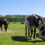 Fred (foreground) and Roo grazing at the Isle of Wight Donkey Sanctuary