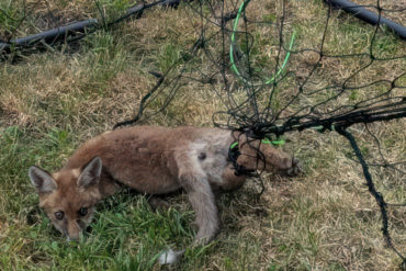 Fox cub caught up in football goal netting